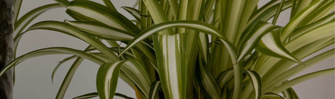 Faire son terreau pour plante d'intérieur