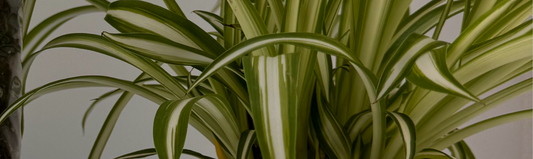 Faire son terreau pour plante d'intérieur