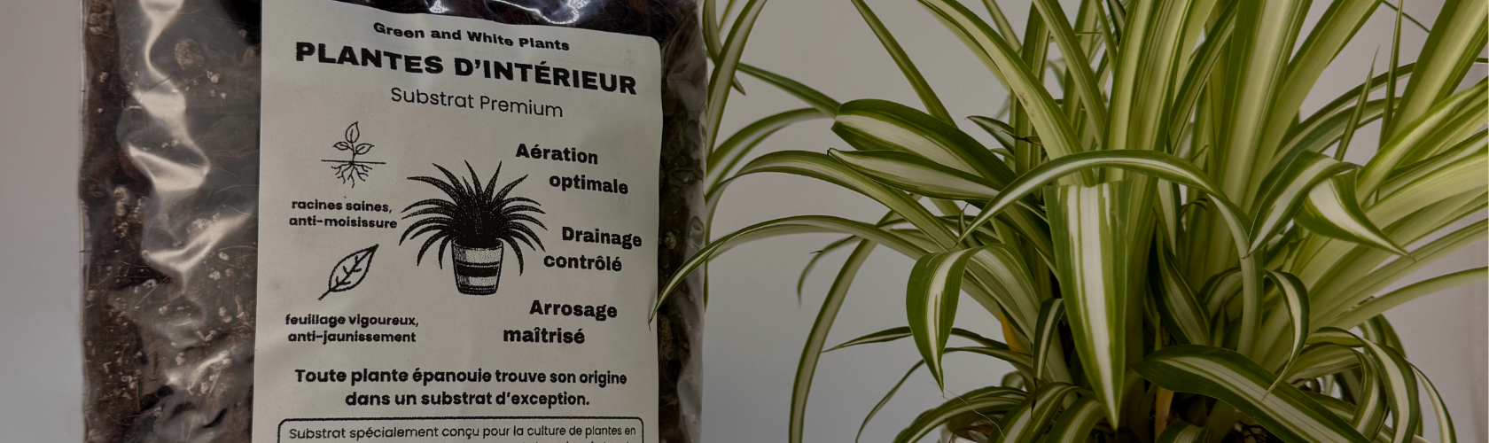 Indoor plant substrate buying guide: how to choose the right one ...