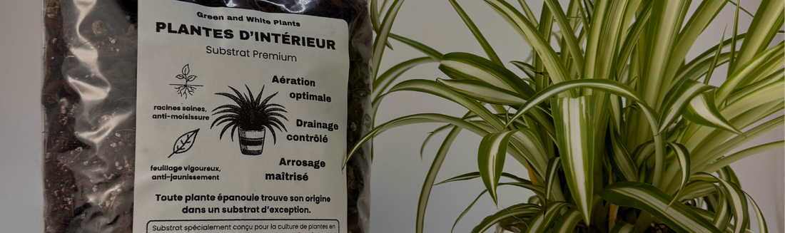 Guide d'achat substrat plante d'intérieur