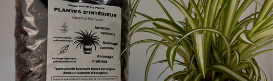 Guide d'achat substrat plante d'intérieur