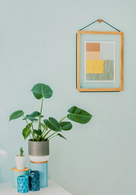 Pourquoi-les-feuilles-de-ma-Monstera-ne-se-fendent-elles-pas Green and White Plants