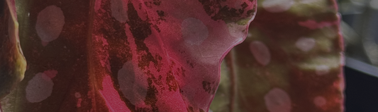 Quel substrat pour le Begonia ?