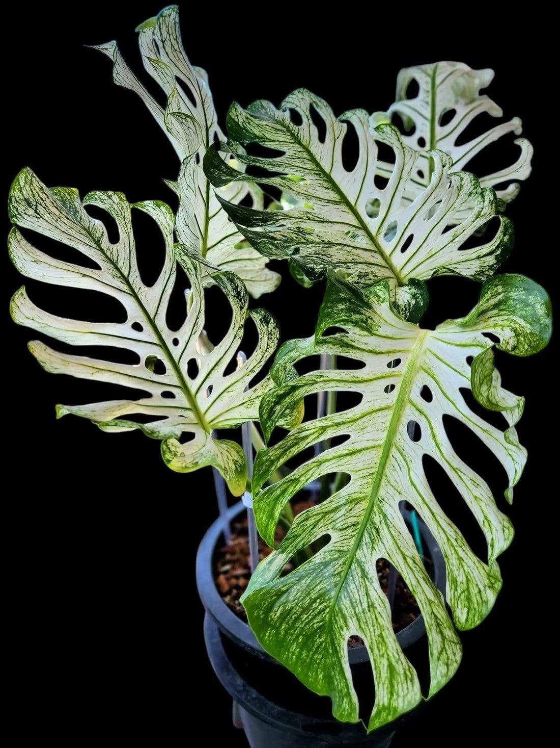 Top-10-des-Monstera-rares-et-chers-en-2025 Green and White Plants