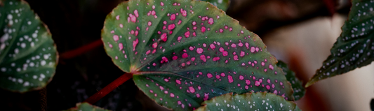 Guide d’achat terreau Bégonia