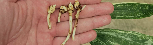 Pourquoi mon bulbille d’Alocasia ne pousse-t-il pas ?