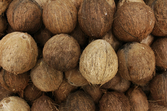 Éclat-de-Coco-Un-élément-indispensable-pour-tes-Plantes-Tropicales-Rares Green and White Plants