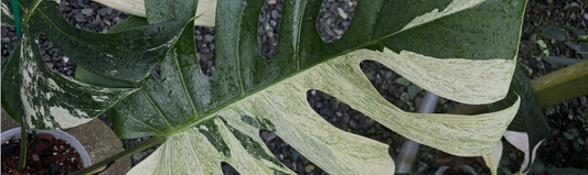 Pourquoi mes feuilles de Monstera jaunissent ?