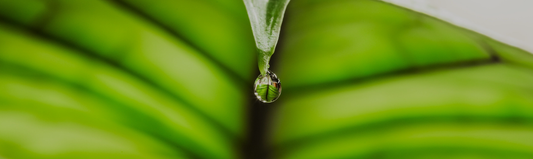 Pourquoi des gouttes tombent des feuilles de mon alocasia ?
