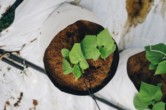 Tourbe Blonde de Sphaigne : Le Meilleur Substrat pour Plantes Tropicales Rares en Europe