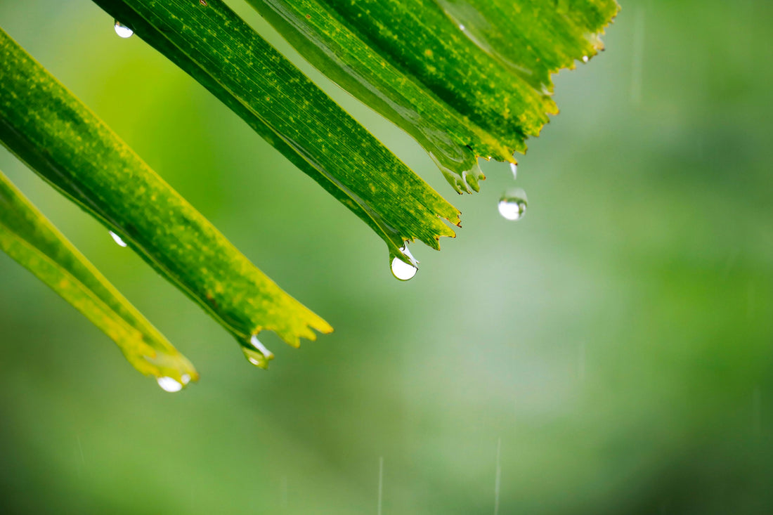 Plantes Tropicales Rares en Intérieur : Crée un Climat Idéal pour Leur Épanouissement