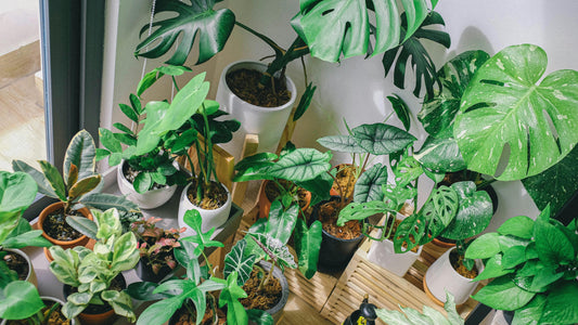 Boost la Croissance de ton Monstera ou Philodendron !