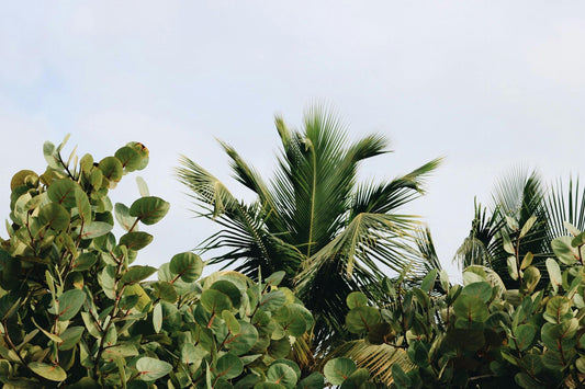 La Thaïlande : Le paradis des plantes rares