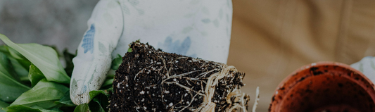 Comment bien rempoter ses plantes d'intérieur ?