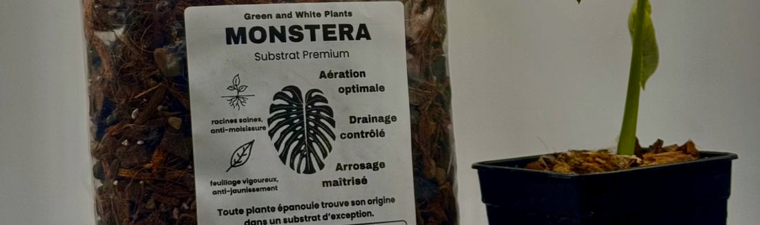 Quel est le meilleur substrat pour la Monstera ?