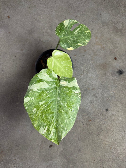 Monstera Green Snow