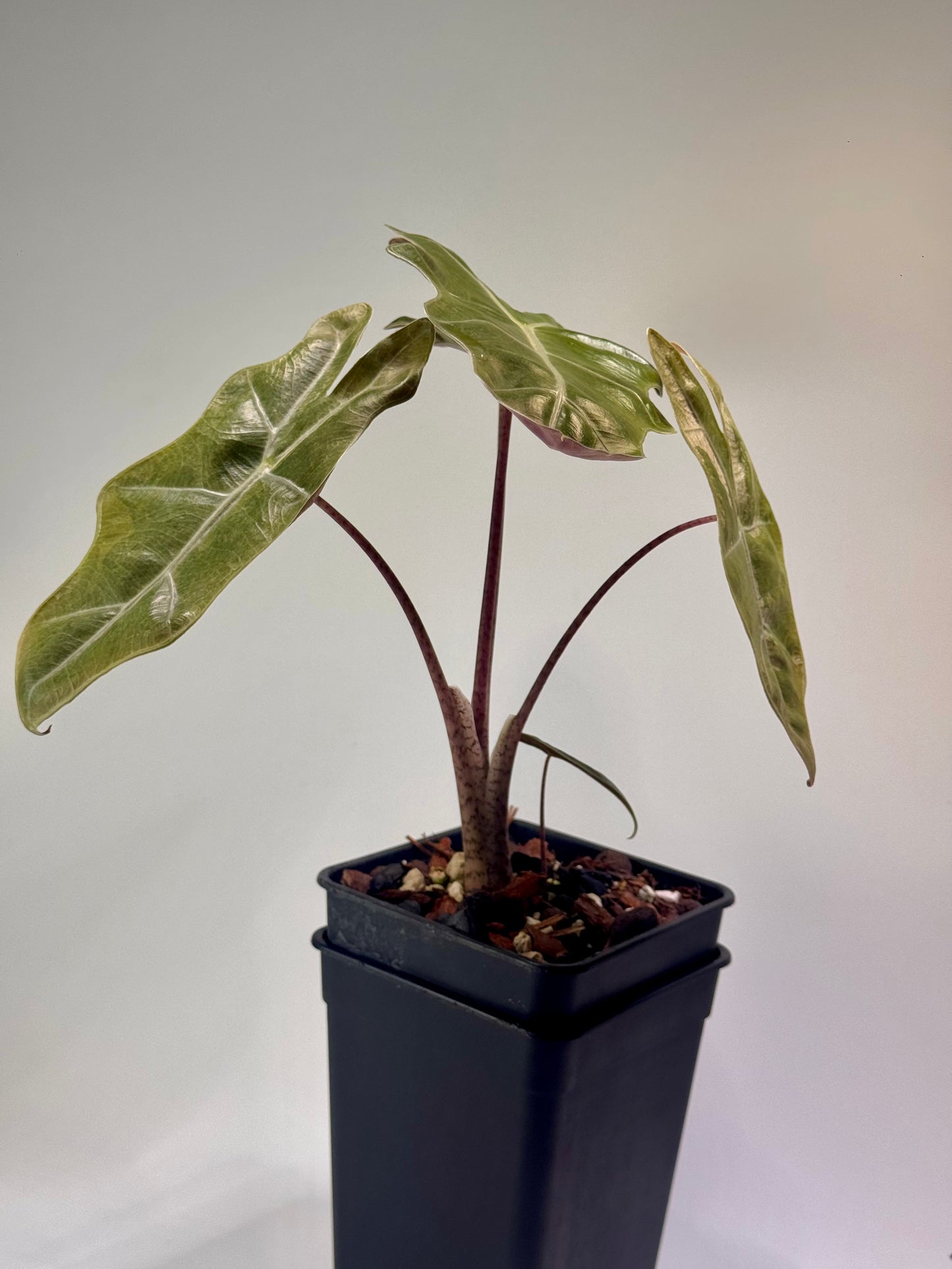 Alocasia Pseudo Sanderiana Pink