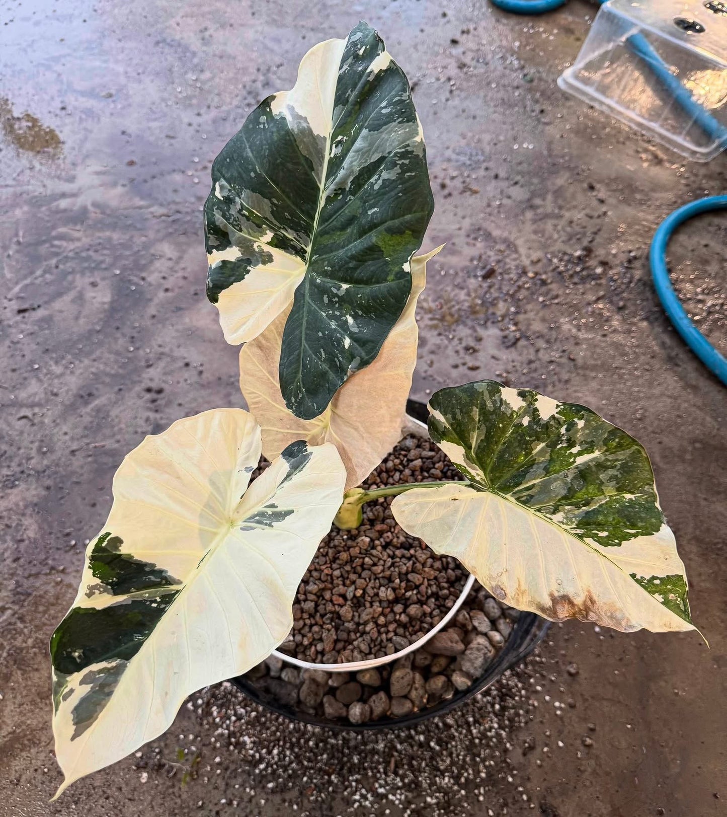 Maßgefertigte Alocasia-Zwiebeln – Regal Shield albo, Crinkless albo, Lauterbachiana albo, Pseudo Sanderiana Pink (Gratisgeschenk)