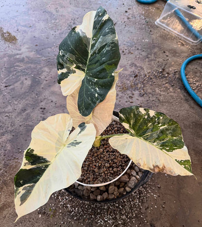 Maßgefertigte Alocasia-Zwiebeln – Regal Shield albo, Crinkless albo, Lauterbachiana albo, Pseudo Sanderiana Pink (Gratisgeschenk)