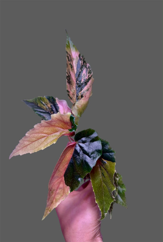 Begonia Ginny Galaxy