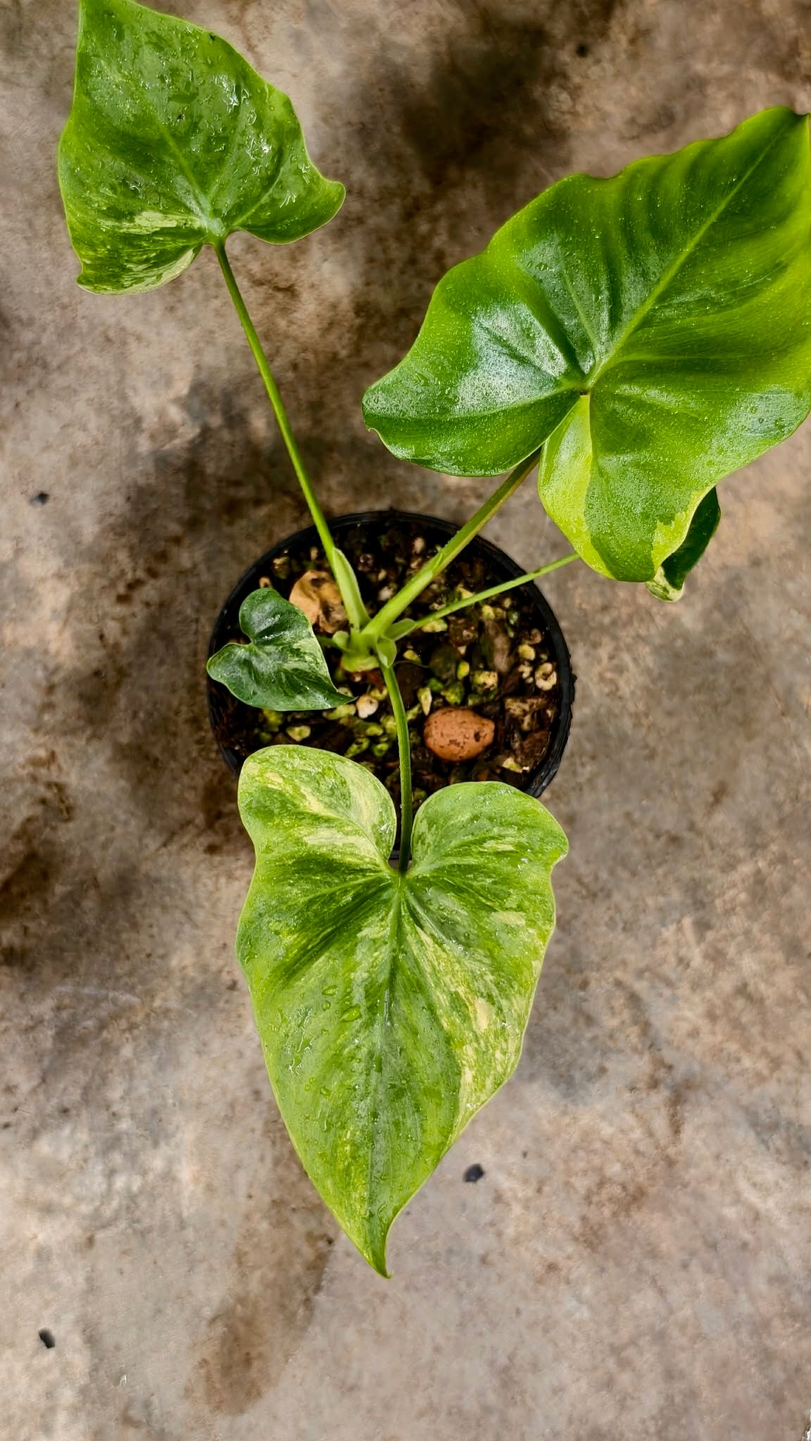 Philodendron Angela Aurea Var