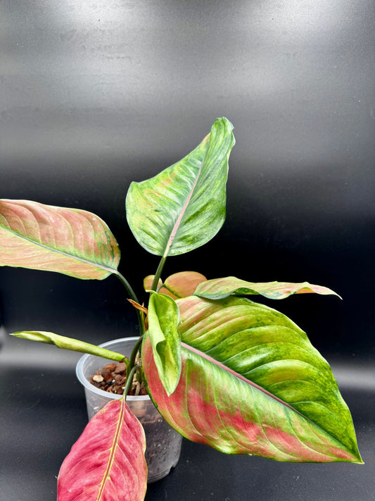 Aglaonema Heng Heng Heng Round Leaves Green and White Plants