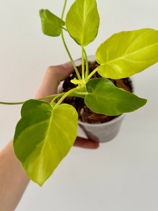 Philodendron Xanadu Variegata Green and White Plants