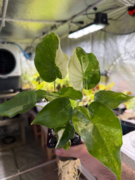 Alocasia Cuculatta « Wagyu » Albo - Taille L