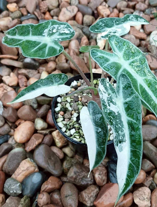 Alocasia  Yucatan Gold Pink (new) / Bambino Albo - Sur Mesure