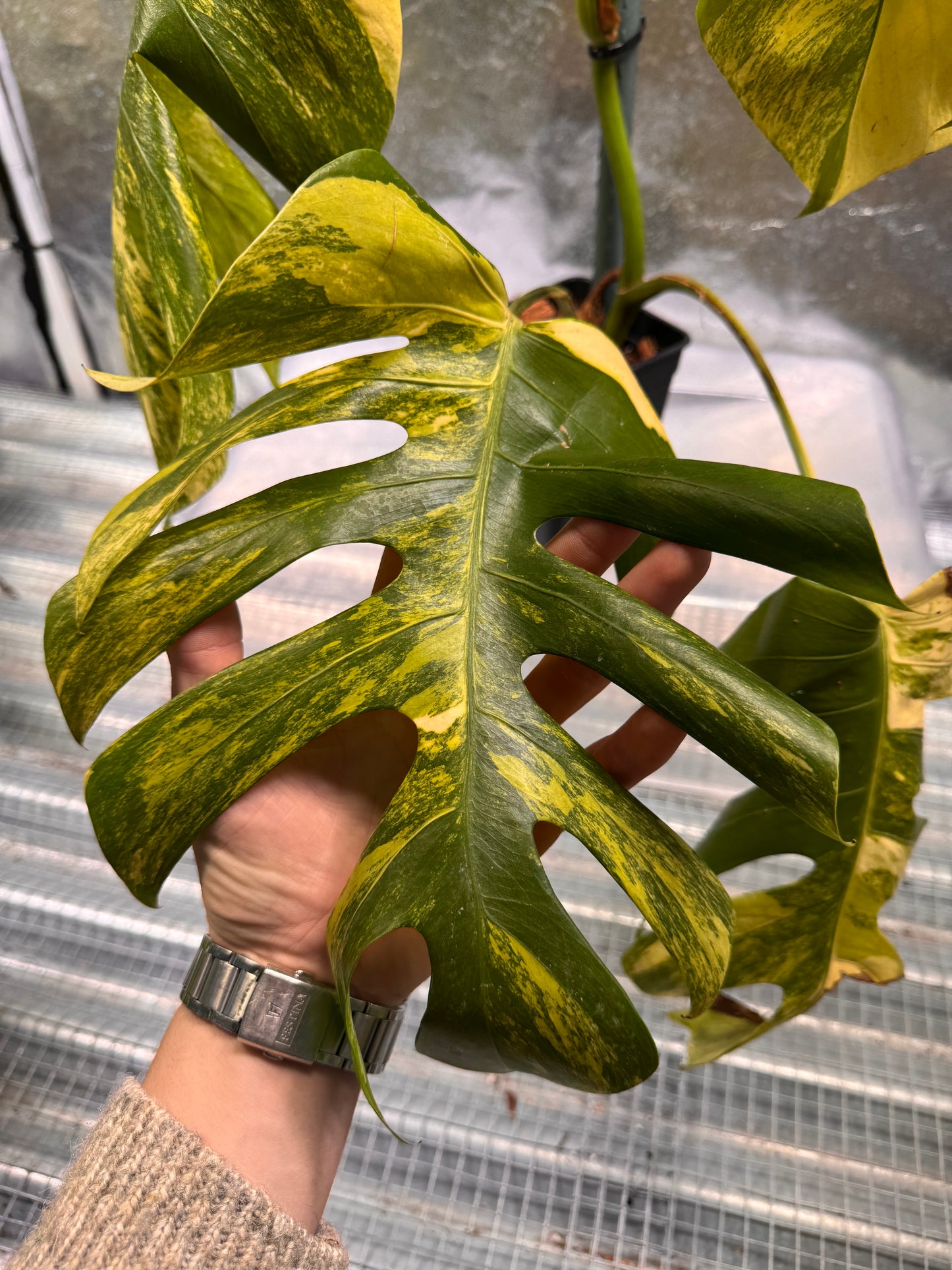 Monstera Aurea Variegata - Custom Made