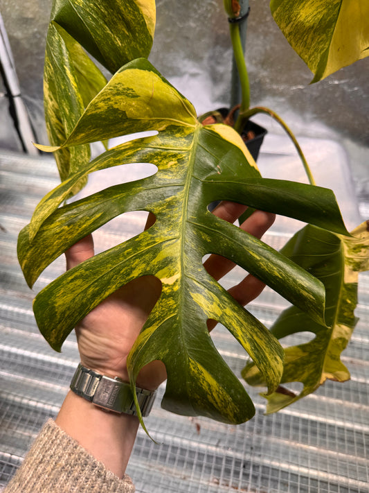 Monstera Aurea Variegata - Custom Made