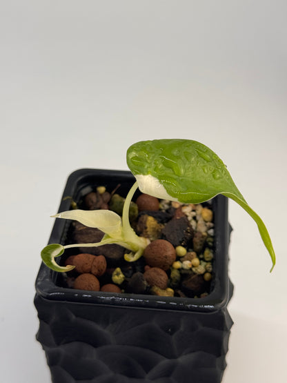 Alocasia Cuculatta „Wagyu“ Albo Variegata