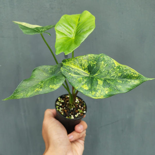 Alocasia Simpo Aurea Variegata - Précommande Green and White Plants