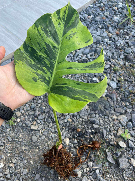 Monstera Deliciosa Lime Light - Livraison 30 jours