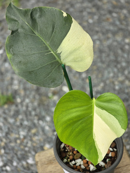 Monstera Deliciosa Brazilian Blue Mint - Livraison 30 jours