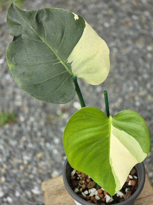 Monstera Deliciosa Brazilian Blue Mint - Livraison 30 jours
