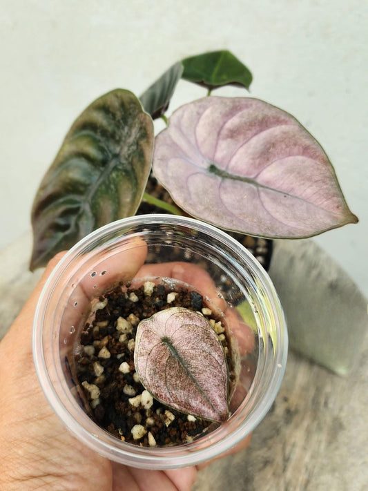 Alocasia Cuprea Red Secret Pink/Mint Variegata - Précommande Green and White Plants