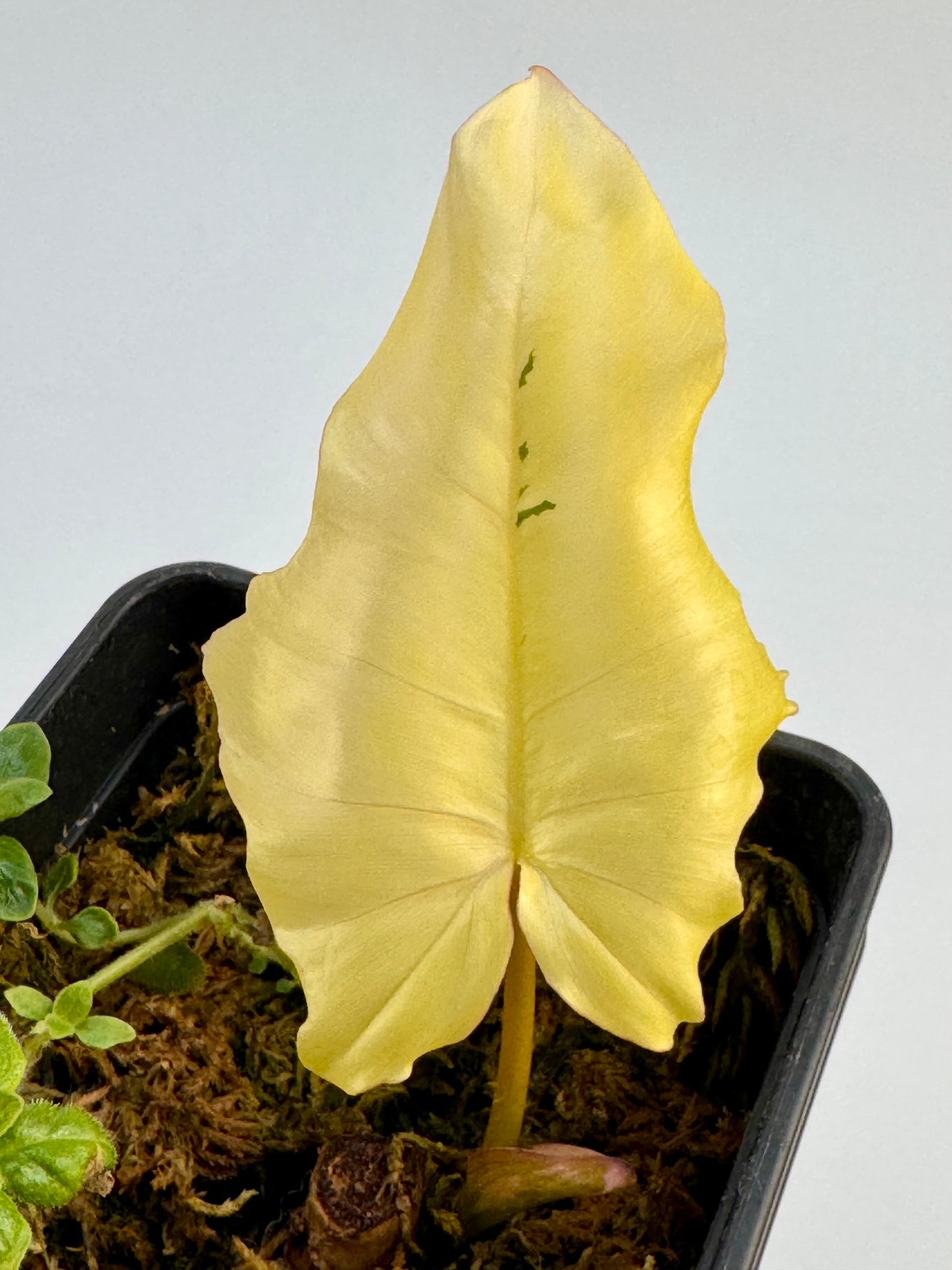 Philodendron Florida Beauty x Mayoi Variegata