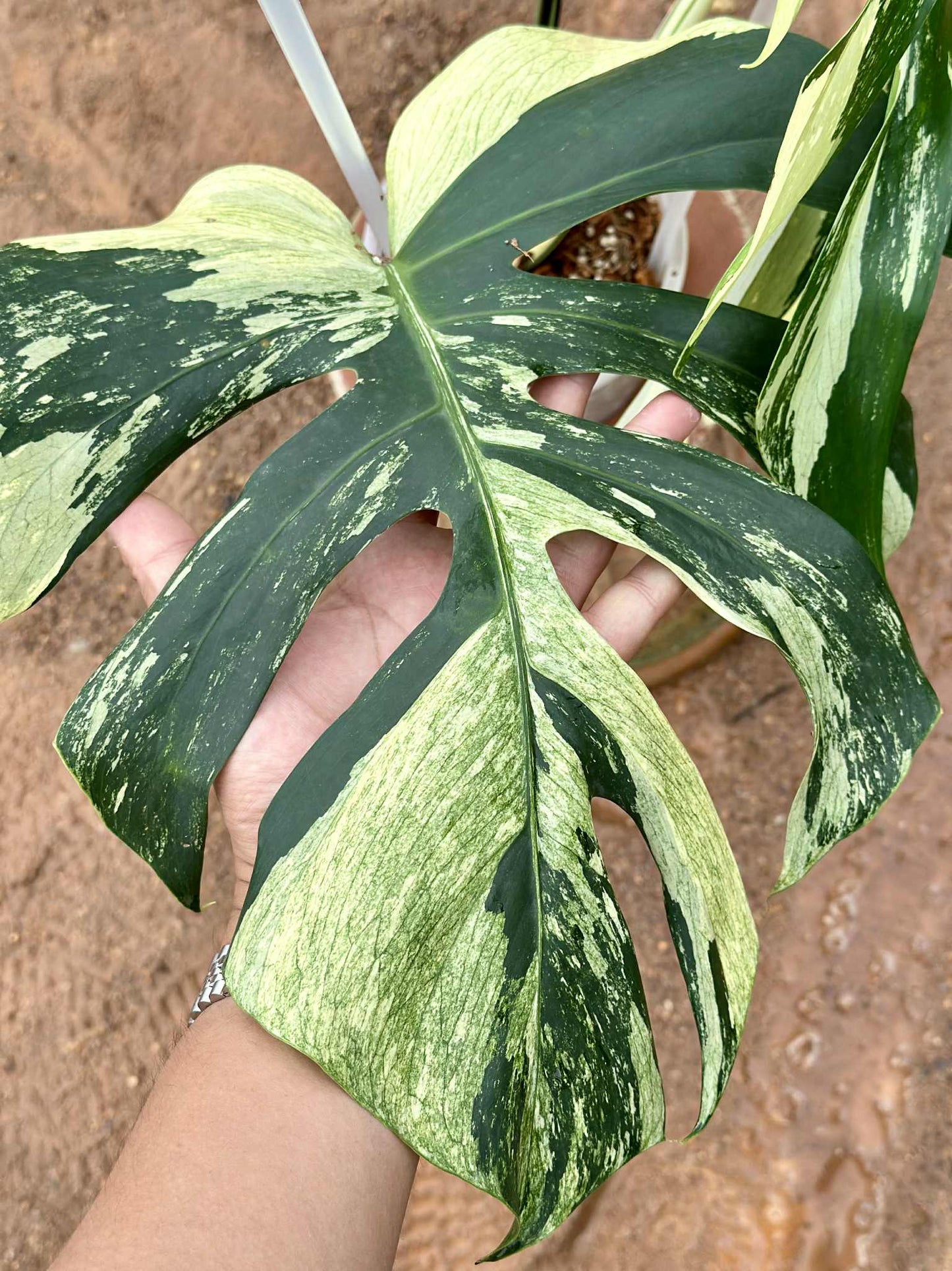 Monstera Borsigiana x Deliciosa Mint "Jungle Mint" - Sur Mesure