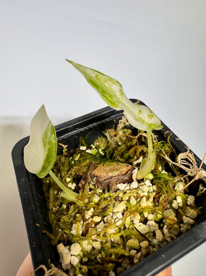 Alocasia Cuculatta «Wagyu» Albo Variegata - Section (1/2 leaves)