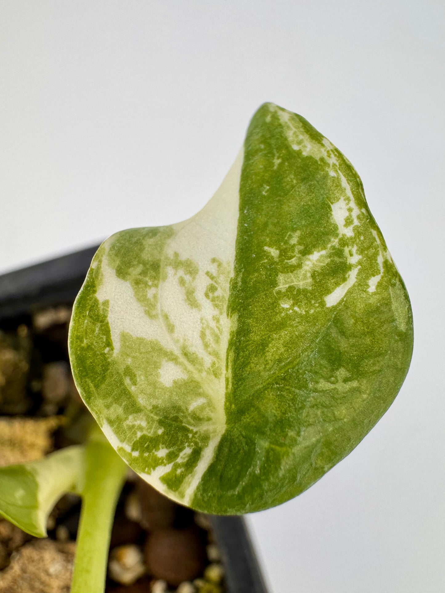 Alocasia Cuculatta « Wagyu » Albo Variegata