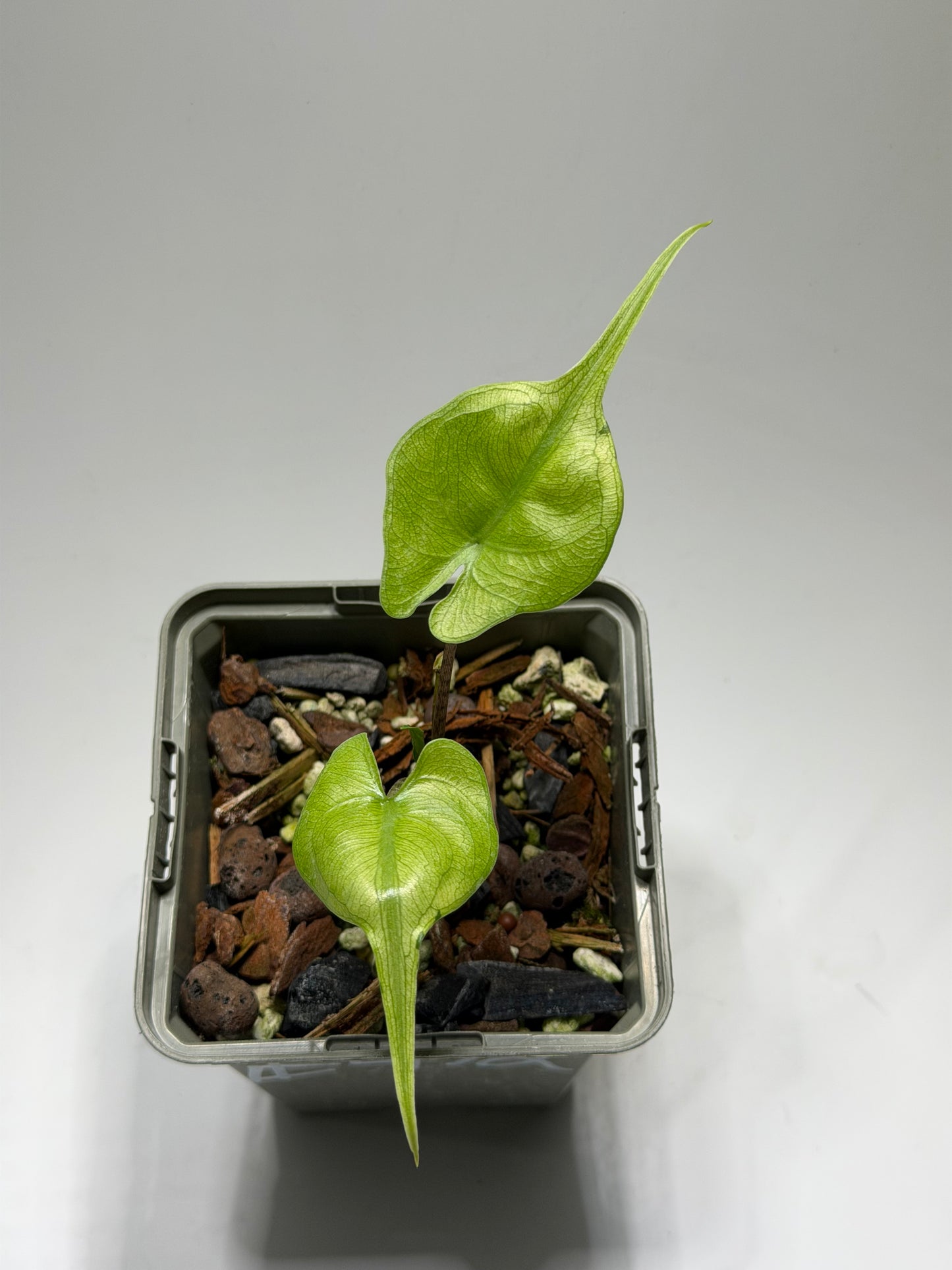 Alocasia Stingray Aurea Mint