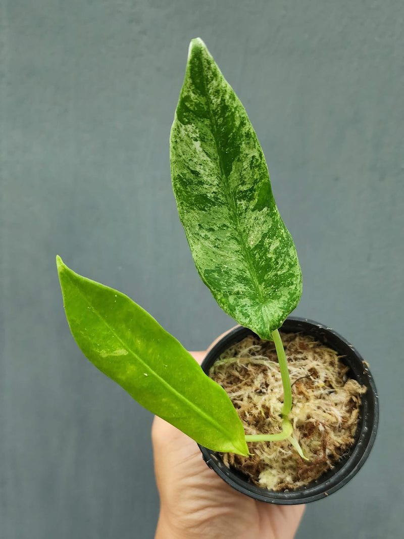 Alocasia beccari albo/mint variegata - Pre-order