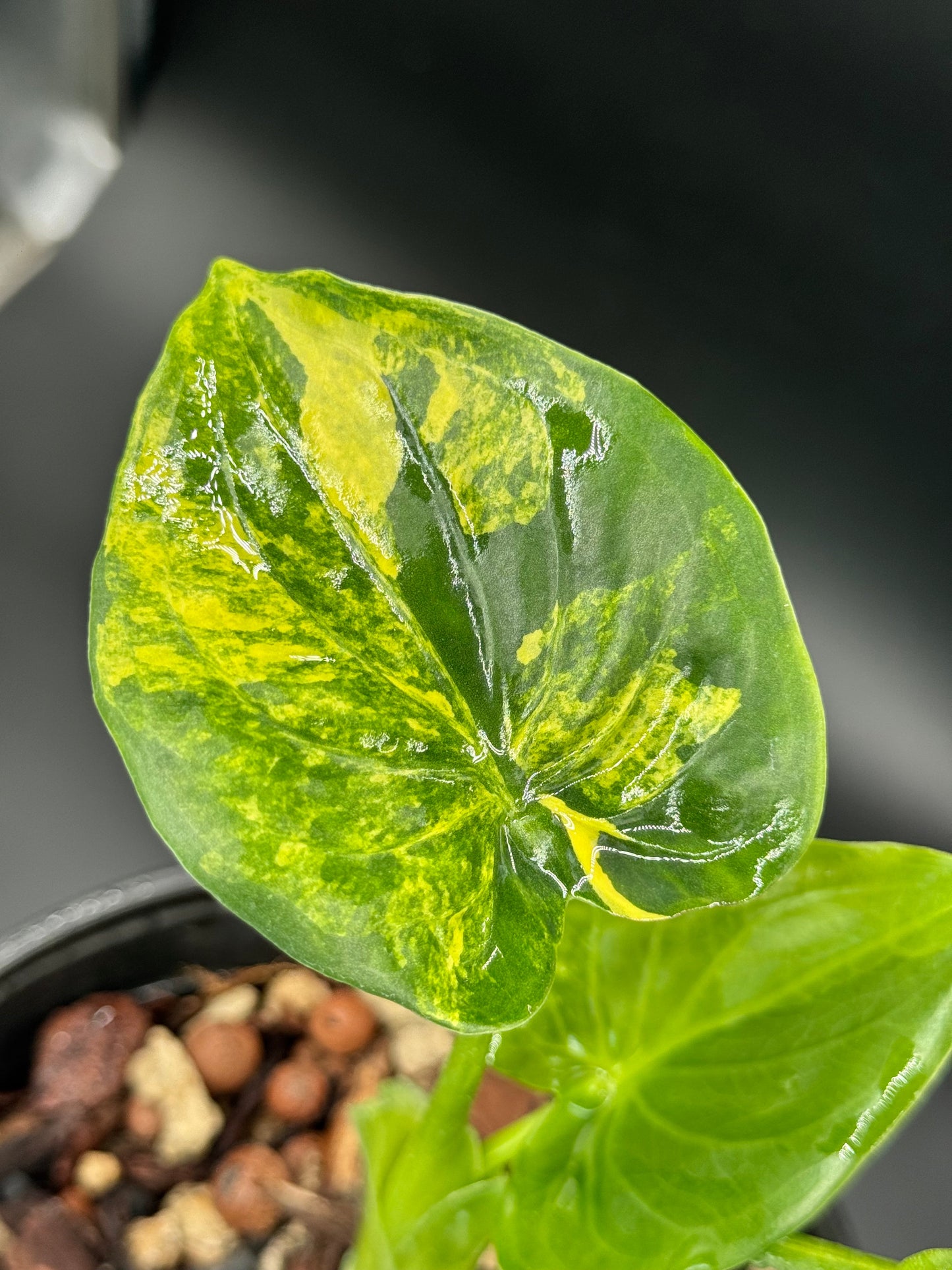 Sur mesure - Albo Wagyu, Aurea Wagyu, Scalprum, crinkless, bulbe nobilis Silver (offert) Green and White Plants