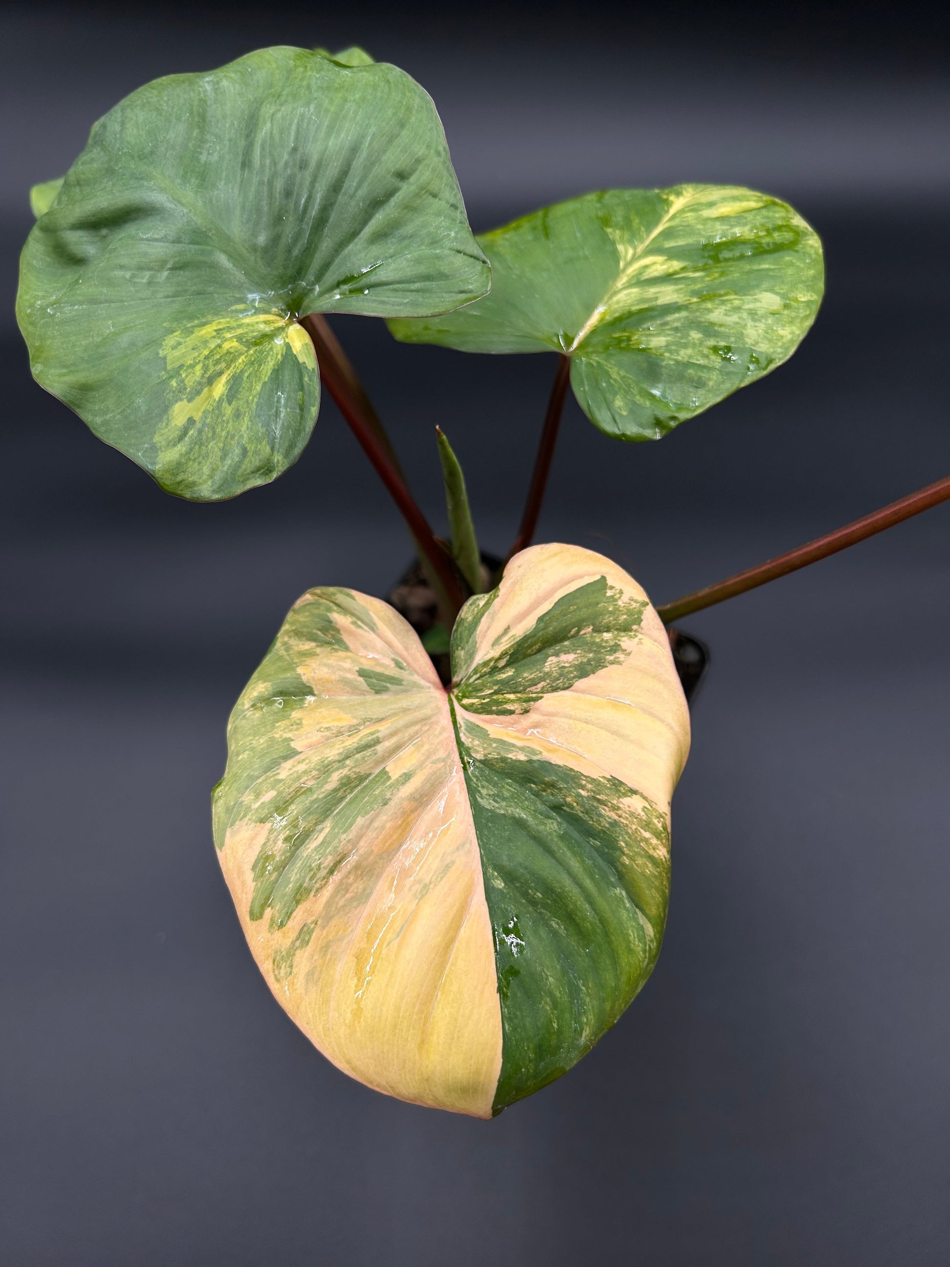 Homalomena Rubescens Peach Aurea Variegata Green and White Plants