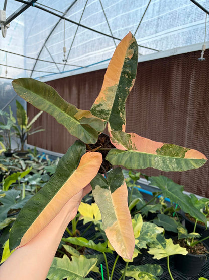 Philodendron (FB x Mayoi) x Black Bilie