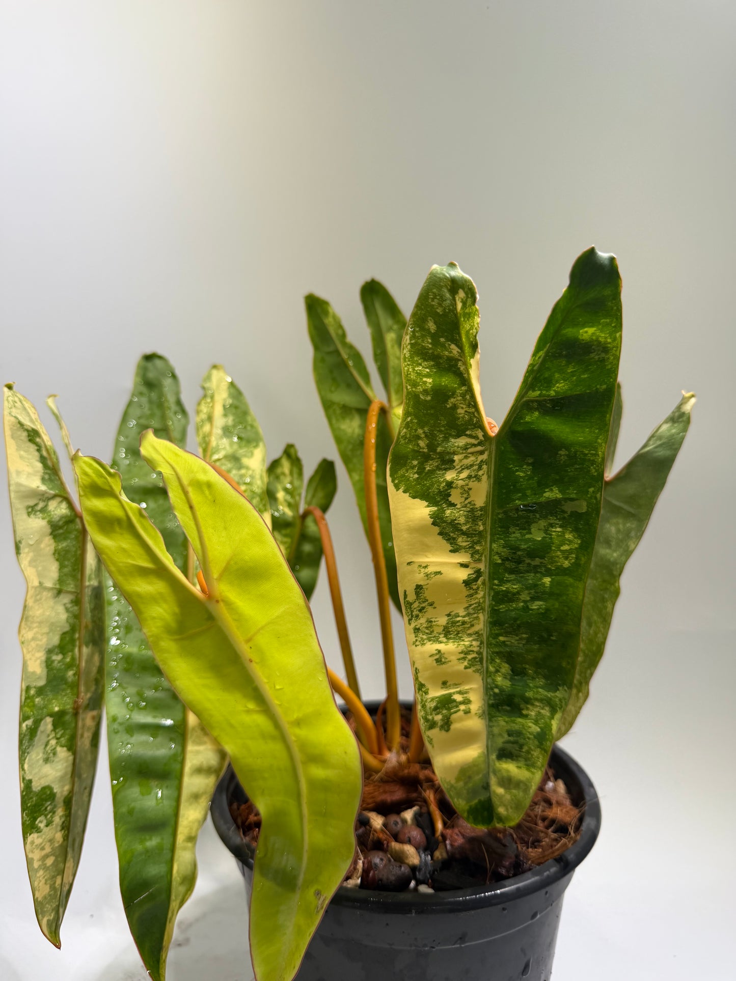 Philodendron Billitiae Var