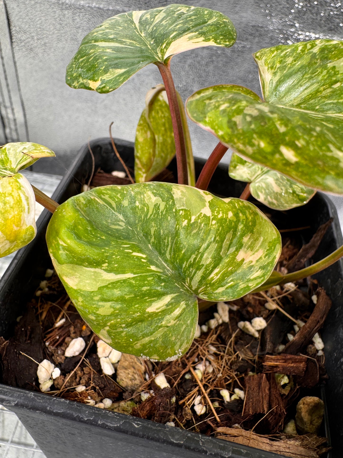 Homalomena Rubescens Pink Mutation Variegata