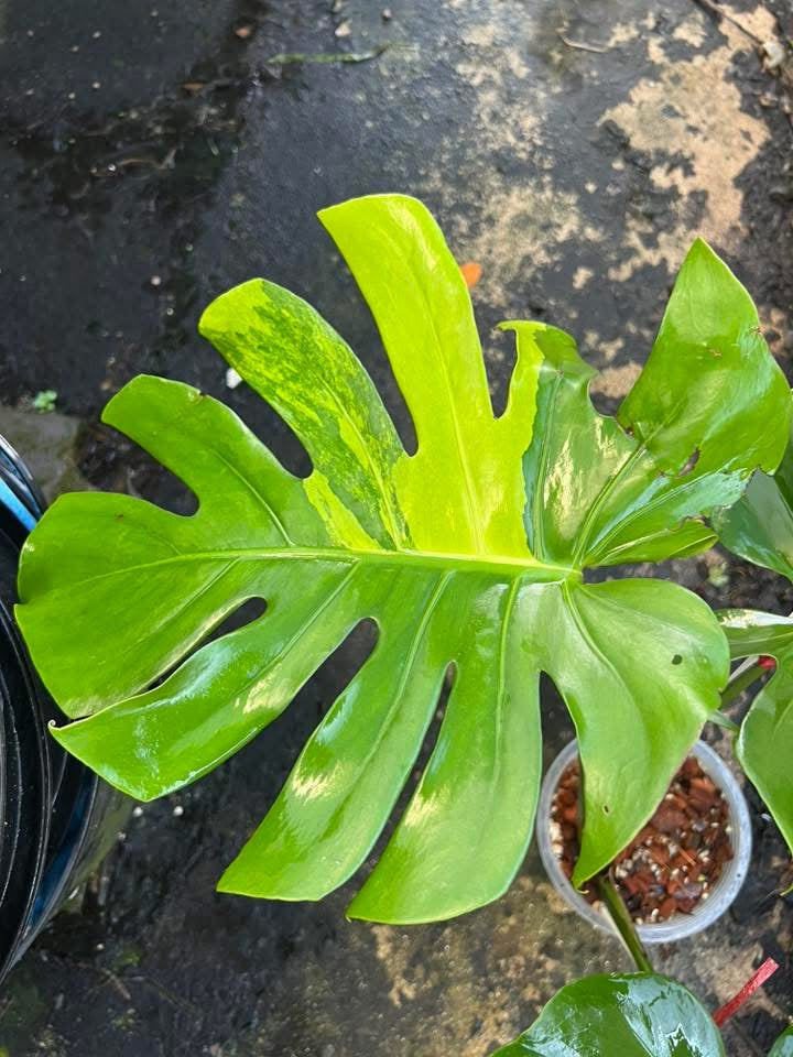 Monstera Deliciosa Aurea Large Form - Livraison 30 jours