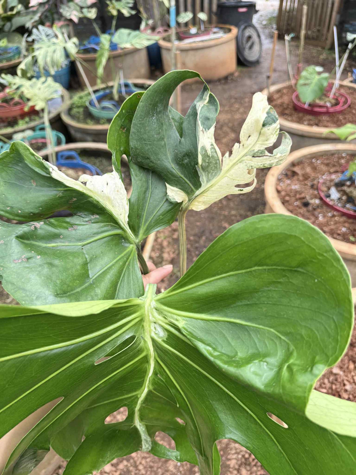 Monstera Deliciosa Concorta Albo Variegata - Livraison 30 jours